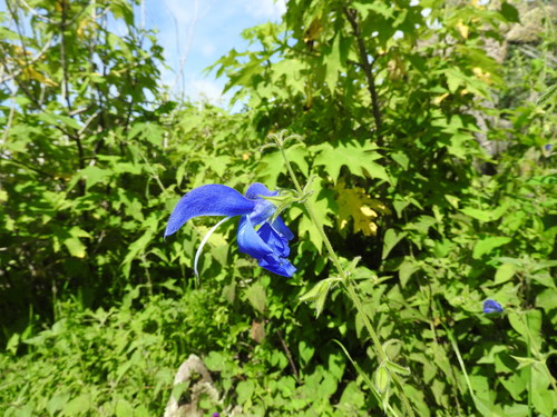 Image of Salvia patens by (c) Oscar Alejandro Morales Juárez, some rights reserved (CC BY-SA)