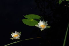 Nymphaea tetragona