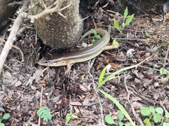 Plestiodon obsoletus