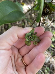Coprosma spathulata