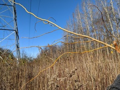 Salix babylonica tortuosa