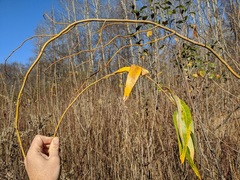Salix babylonica tortuosa