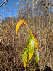 Salix babylonica tortuosa