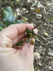 Coprosma spathulata