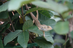 Calotes versicolor