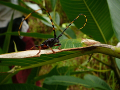 Trachyderes succinctus