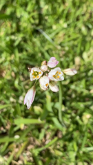 Nothoscordum