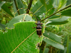 Trachyderes succinctus