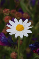 Anthemis