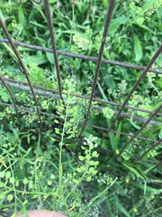 Lepidium virginicum