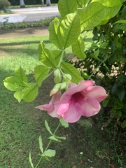 Allamanda blanchetii