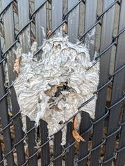 Dolichovespula maculata