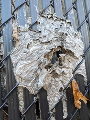 Dolichovespula maculata