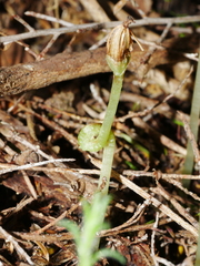Corybas cheesemanii