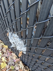 Dolichovespula maculata