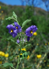 Solanum xanti xanti