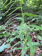 Polygonatum verticillatum