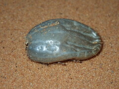 Hyalomma dromedarii