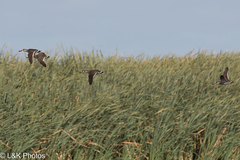 Malacorhynchus membranaceus