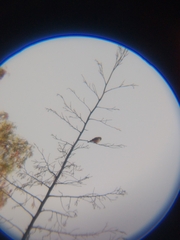 Pyrocephalus rubinus