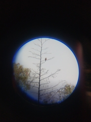 Pyrocephalus rubinus