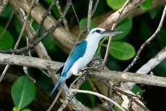 Todiramphus saurophagus