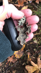 Lobarina scrobiculata