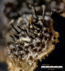 Melanelixia subaurifera