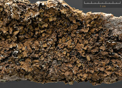 Melanelixia subaurifera