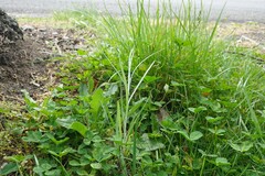 Senecio quadridentatus