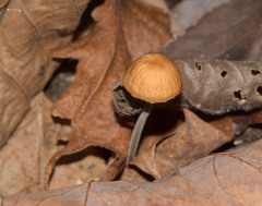 Rhizomarasmius