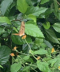 Dryas iulia moderata