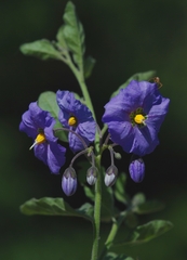 Solanum xanti