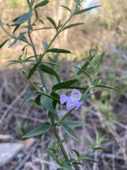 Poikilacanthus tweedieanus