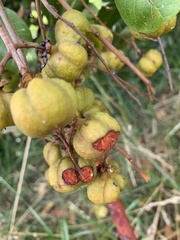 Cupaniopsis anacardioides