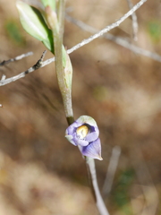 Thelymitra colensoi