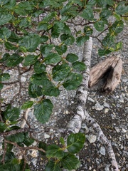 Nothofagus antarctica