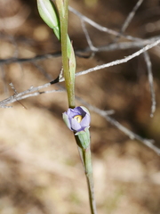 Thelymitra colensoi