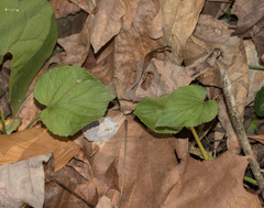 Viola pubescens