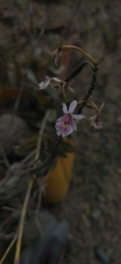 Epidendrum calanthum