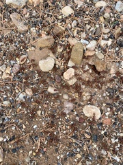 Pogonomyrmex barbatus