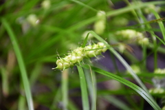 Carex tuckermanii