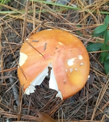 Amanita persicina