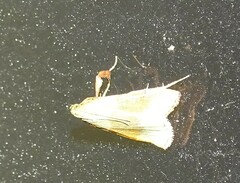 Basacallis tarachodes