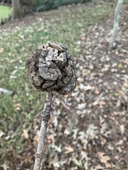 Callirhytis quercusbatatoides