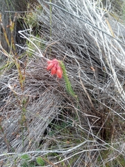 Erica cerinthoides cerinthoides