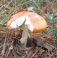 Amanita persicina