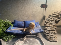 Pogona