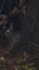 Sylvilagus floridanus
