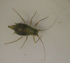 Aphis gossypii